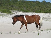 Wild horse. Original public domain image from Flickr