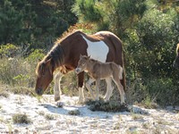 Wild horse. Original public domain image from Flickr