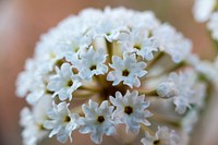 Sand Verbena. Original public domain image from Flickr