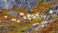 Dall Sheep foraging on lichenGates of the Arctic National Park and PreservePhoto by NPS / Zak Richter. Original public domain image from Flickr