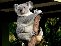 The koala is an arboreal herbivorous marsupial native to Australia. It is the only extant representative of the family Phascolarctidae, and its closest living relatives are the wombats. Original public domain image from Flickr