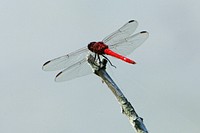 Dragonfly. Original public domain image from Flickr