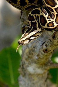 Burmese Python. Original public domain image from Flickr