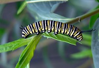 Caterpillar of Monarch Bufferfly. Original public domain image from Flickr