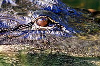 Alligator Eye. Original public domain image from Flickr
