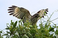 Red-shouldered Hawk-Take Flight, NPSphoto, G.Gardner.
