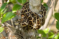 Burmese Python. Original public domain image from Flickr