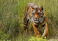 Sumatran tiger in the grass. Original public domain image from Flickr