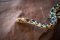 Great Basin Gopher Snake. Original public domain image from Flickr