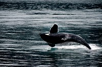 Killer whale background. Original public domain image from Flickr