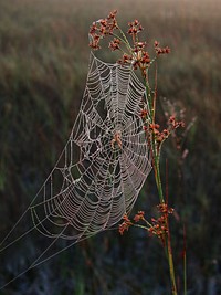 Spider Web in Sawgrass. Original public domain image from Flickr