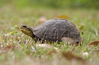 Box Turtle. Original public domain image from Flickr