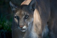 Florida Panther. Original public domain image from Flickr