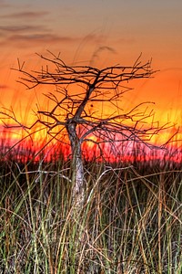 Cypress against colored sky. Original public domain image from Flickr
