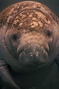 Manatee. Original public domain image from Flickr