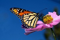 Monarch Butterfly on Cosmos. The Monarch butterfly is a milkweed butterfly in the family Nymphalidae. It may be the best known of all North American butterflies. Original public domain image from Flickr