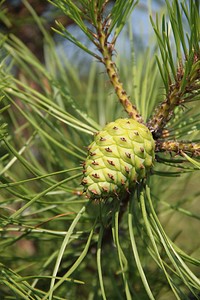 Pitch Pine. Original public domain image from  Flickr