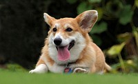 Pembroke Welsh Corgi lying on grass ground. Original public domain image from Flickr