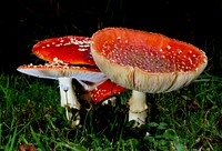 Fly Agaric. Amanita muscaria, commonly known as the fly agaric or fly amanita, is a mushroom and psychoactive basidiomycete fungus, one of many in the genus Amanita. Original public domain image from Flickr