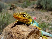 Collared Lizard. Original public domain image from Flickr