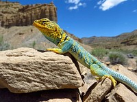 Collared Lizard near Thompson Springs. Original public domain image from Flickr