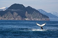 Humpback whale. Original public domain image from Flickr