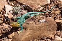 Collared lizard. Original public domain image from Flickr