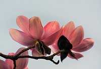 Magnolia campbellii flowers have a cup and saucer shape due to the stiff upright position of the inner tepals surrounded by stiff lateral outer tepals. Original public domain image from Flickr