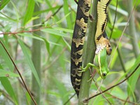 A broad-banded water snake eats a green tree frog at Mingo National Wildlife Refuge. Original public domain image from Flickr