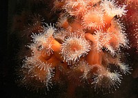 Sea anemones are close relatives of coral and jellyfish. Their bodies are hollow columns with a mouth and stinging tentacles at the top. Original public domain image from Flickr