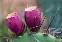 Prickly pear fruit. Original public domain image from Flickr