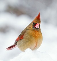 Male northern cardinal bird. Free public domain CC0 photo.