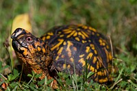 Eastern box turtle, animal background. Free public domain CC0 photo.