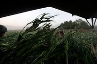 U.S. Marines with Golf Company, 2nd Battalion, 8th Marine Regiment and Afghan National Security Forces get out of a CH-53E Super Stallion helicopter assigned to Marine Heavy Helicopter Squadron (HMH) 461 in Helmand province, Afghanistan, Aug. 20, 2013.