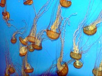 Jellyfish are probably some of the most unusual and mysterious creatures that you'll ever encounter. With their gelatinous bodies and dangling tentacles, they look more like something from a horror movie than a real animal. Original public domain image from Flickr