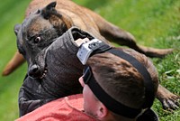 U.S. Air Force Senior Airman Shawn Witcher, assigned to the 673rd Security Forces Squadron, tries to fight off Kimba, a military working dog, during a training session at Joint Base Elmendorf-Richardson, Alaska, Aug. 26, 2013.