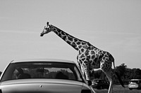 Giraffe and cars. Free public domain CC0 photo.