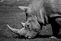 Close up rhino head. Free public domain CC0 photo.