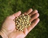 Soybeans. Current US biodiesel production is primarily from oil from soybeans or recycled restaurant cooking oil. cleaner burning and renewable biodiesel is most often blended at 20% with petroleum diesel. Original public domain image from Flickr