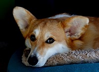 Corgi lying and looking at camera, close up face. Original public domain image from Flickr