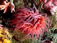 Sea anemones are a group of water-dwelling, predatory animals of the order Actiniaria. They are named for the anemone, a terrestrial flower. Sea anemones are classified in the phylum Cnidaria, class Anthozoa, subclass Hexacorallia. [1] Anthozoa often have large polyps that allow for digestion of larger prey and also lack a medusa stage.[2] As cnidarians, sea anemones are related to corals, jellyfish, tube-dwelling anemones, and Hydra. Original public domain image from Flickr