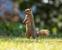 Wild squirrel background. Free public domain CC0 image.