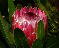 Protea aristata