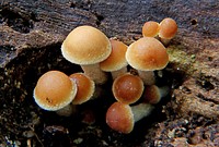 Hypholoma fasciculare, commonly known as the sulphur tuft, sulfur tuft or clustered woodlover, is a common woodland mushroom, often in evidence when hardly any other mushrooms are to be found. Original public domain image from Flickr