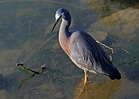 Water bird, white faced heron. Original public domain image from Flickr