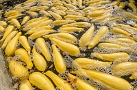 Migrant workers rinse and pack just-picked yellow squash on a processing trailer at Kirby Farms in Mechanicsville, VA on Sep. 20, 2013.