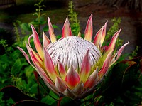 King protea. Original public domain image from Flickr