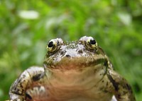 Columbia spotted frog. Original public domain image from Flickr