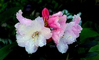 Rhododendron GlischurumRhododendron is a genus of over 1000 species of woody plants in the heath family, either evergreen or deciduous. Most species have showy flowers. Azaleas make up two subgenera of Rhododendron. Original public domain image from Flickr