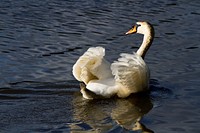 Swan. Original public domain image from Flickr